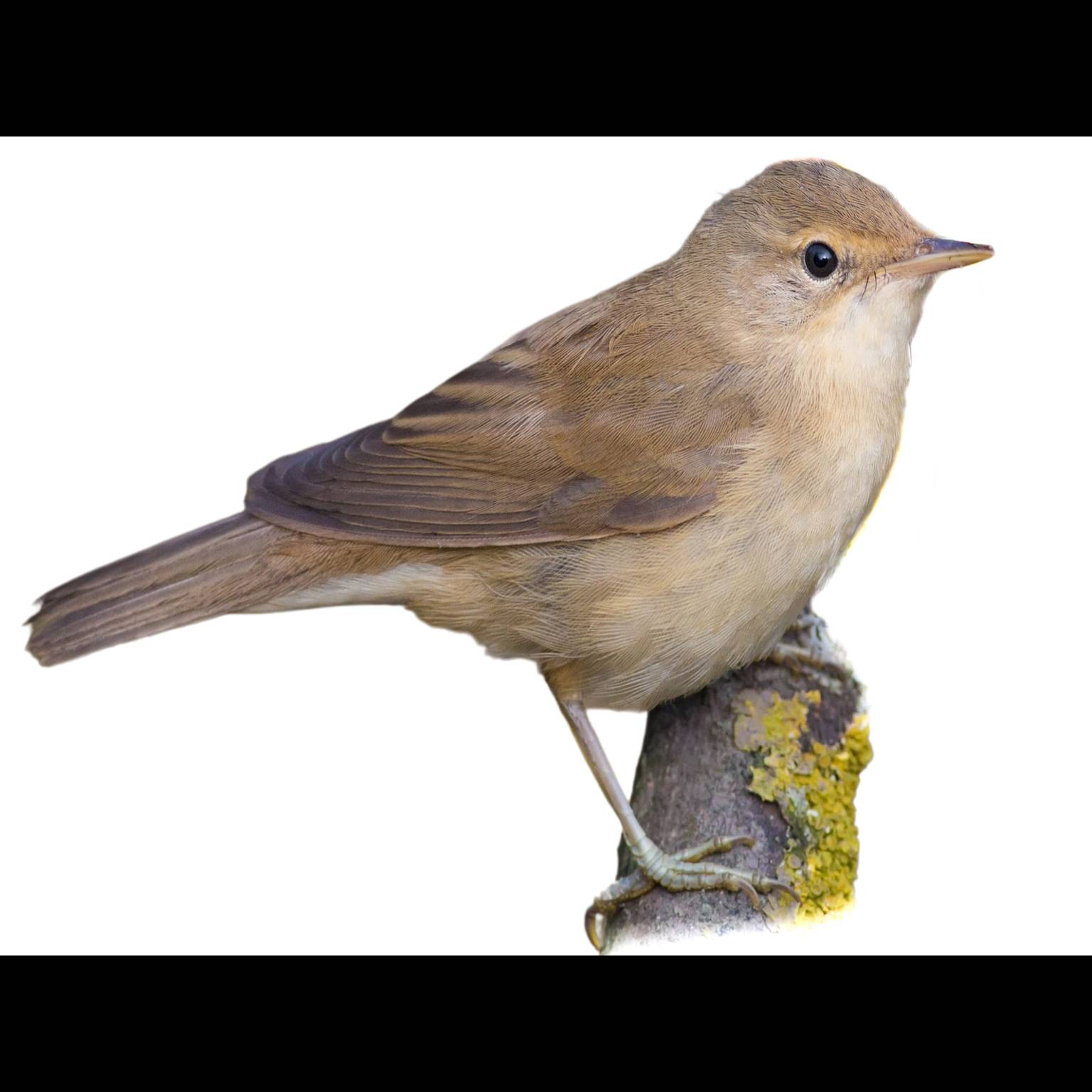 Rákosník obecný (Acrocephalus scirpaceus)