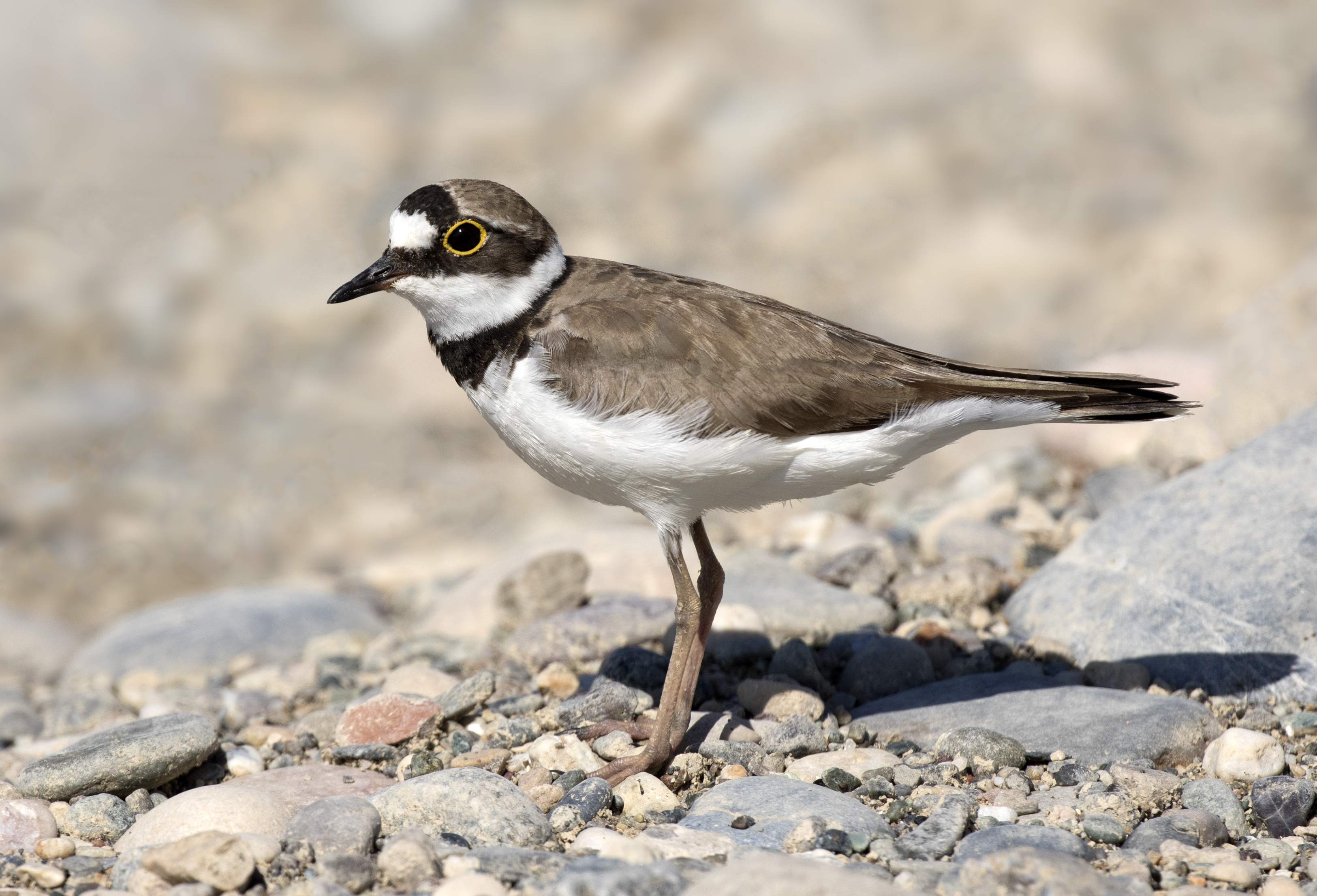 Малый зуёк (Charadrius dubius)