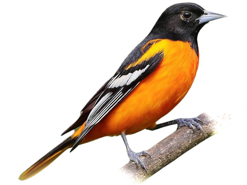 Baltimore İspinozu (Icterus galbula)