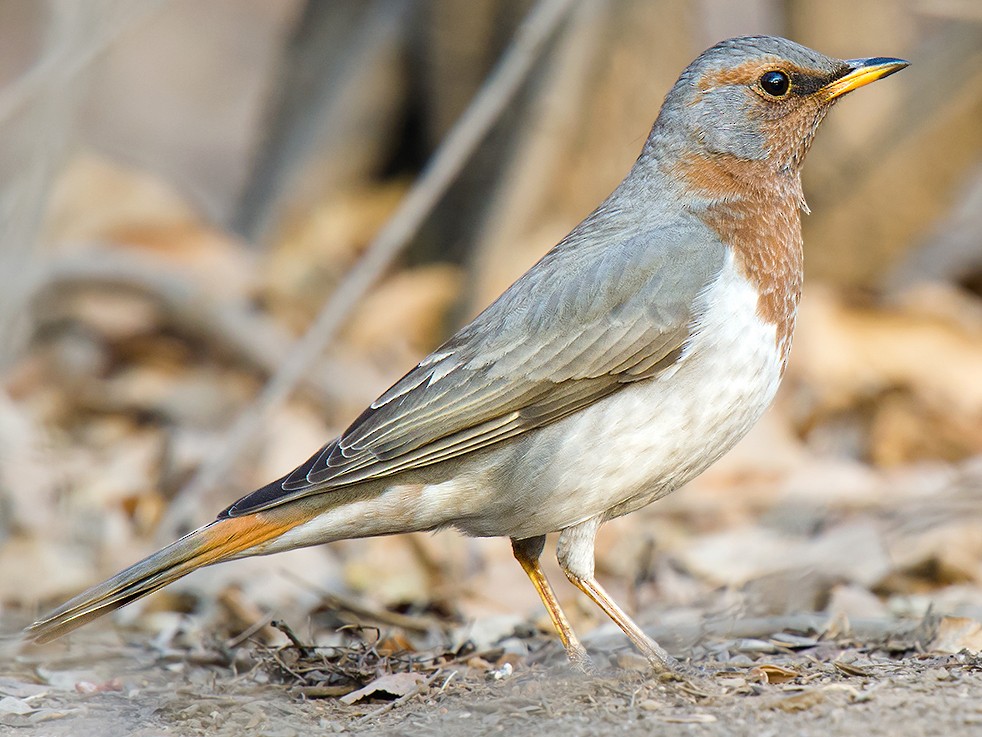 Kızılgerdanlı Ardıç (Turdus ruficollis)