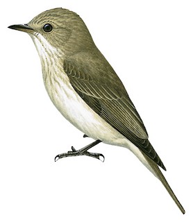 Серая мухоловка (Muscicapa striata)