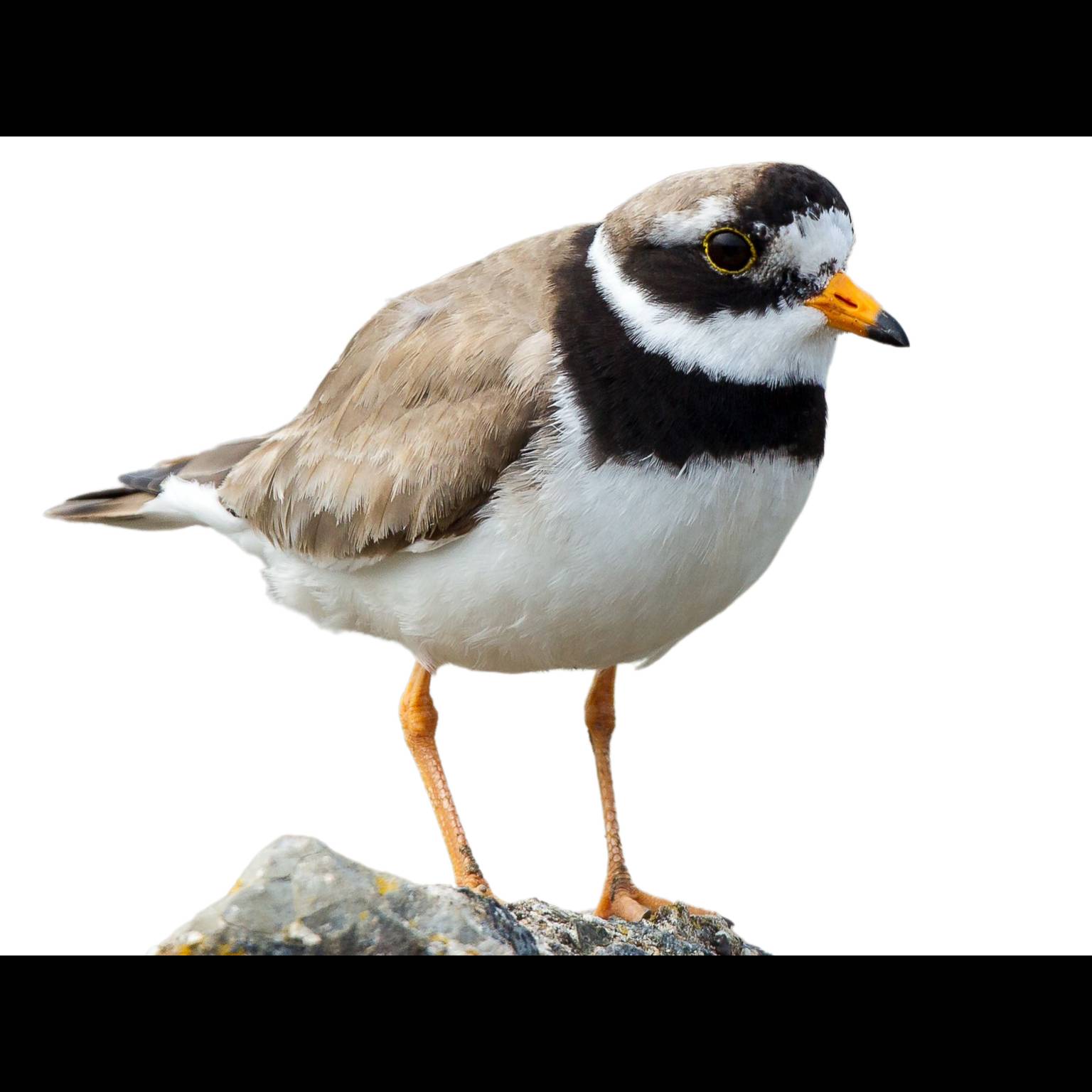 Bontbekplevier (Charadrius hiaticula)