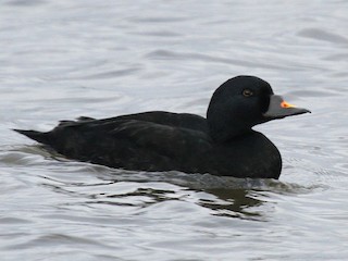 Macreuse noire (Melanitta nigra)