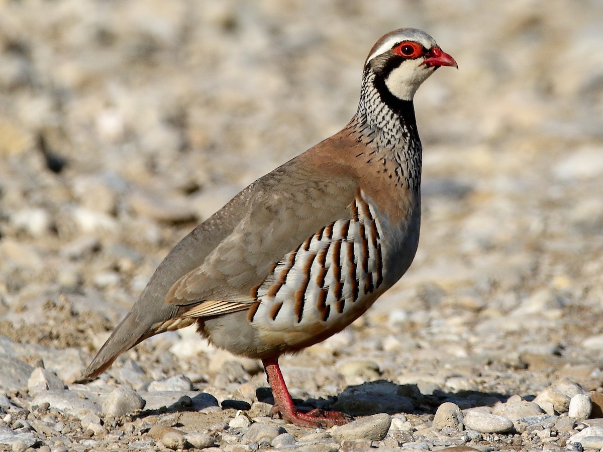 Red-legged Partridge (Alectoris rufa)