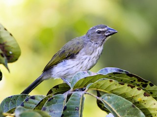 Saltator Rayado (Saltator striatipectus)