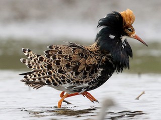 Ruff (Calidris pugnax)