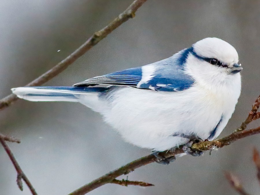 Князёк (Cyanistes cyanus)