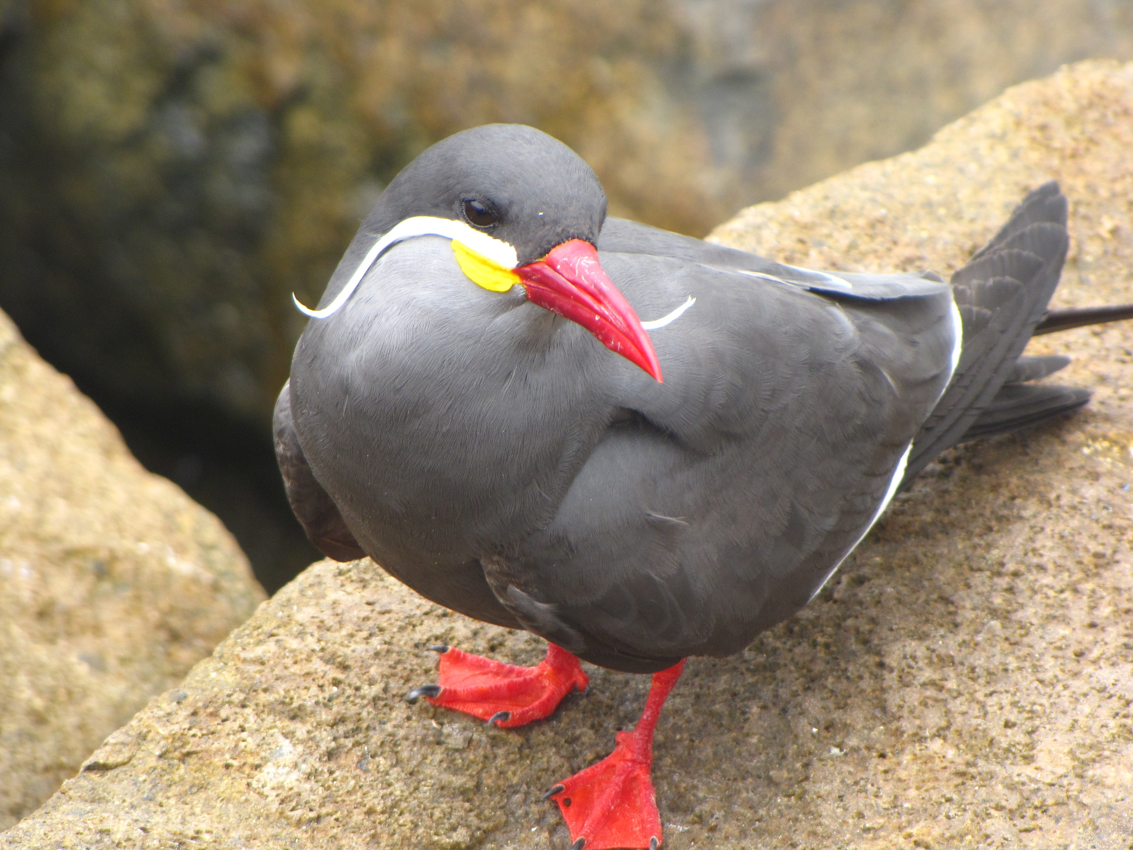 Sterne inca (Larosterna inca)