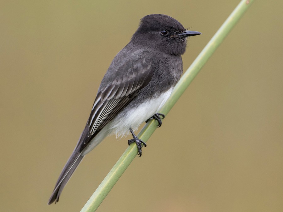 Mosquero Negro (Sayornis nigricans)