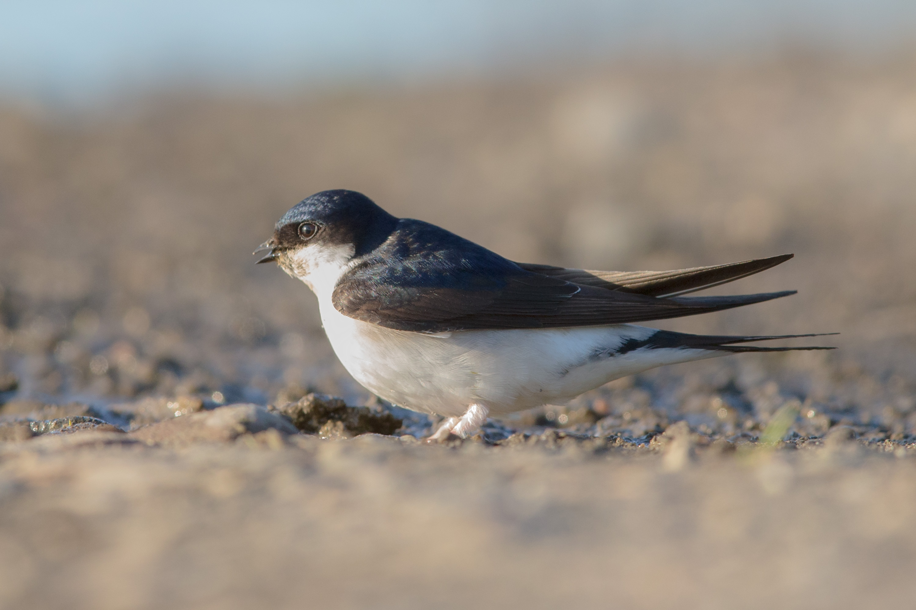 Common House Martin (Delichon urbicum)