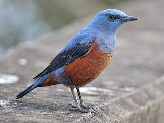 Blue Rock Thrush (Monticola solitarius)