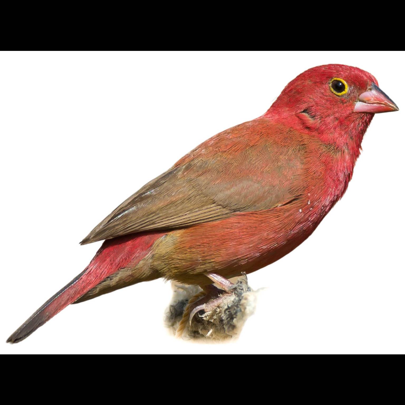 Red-billed Firefinch (Lagonosticta senegala)