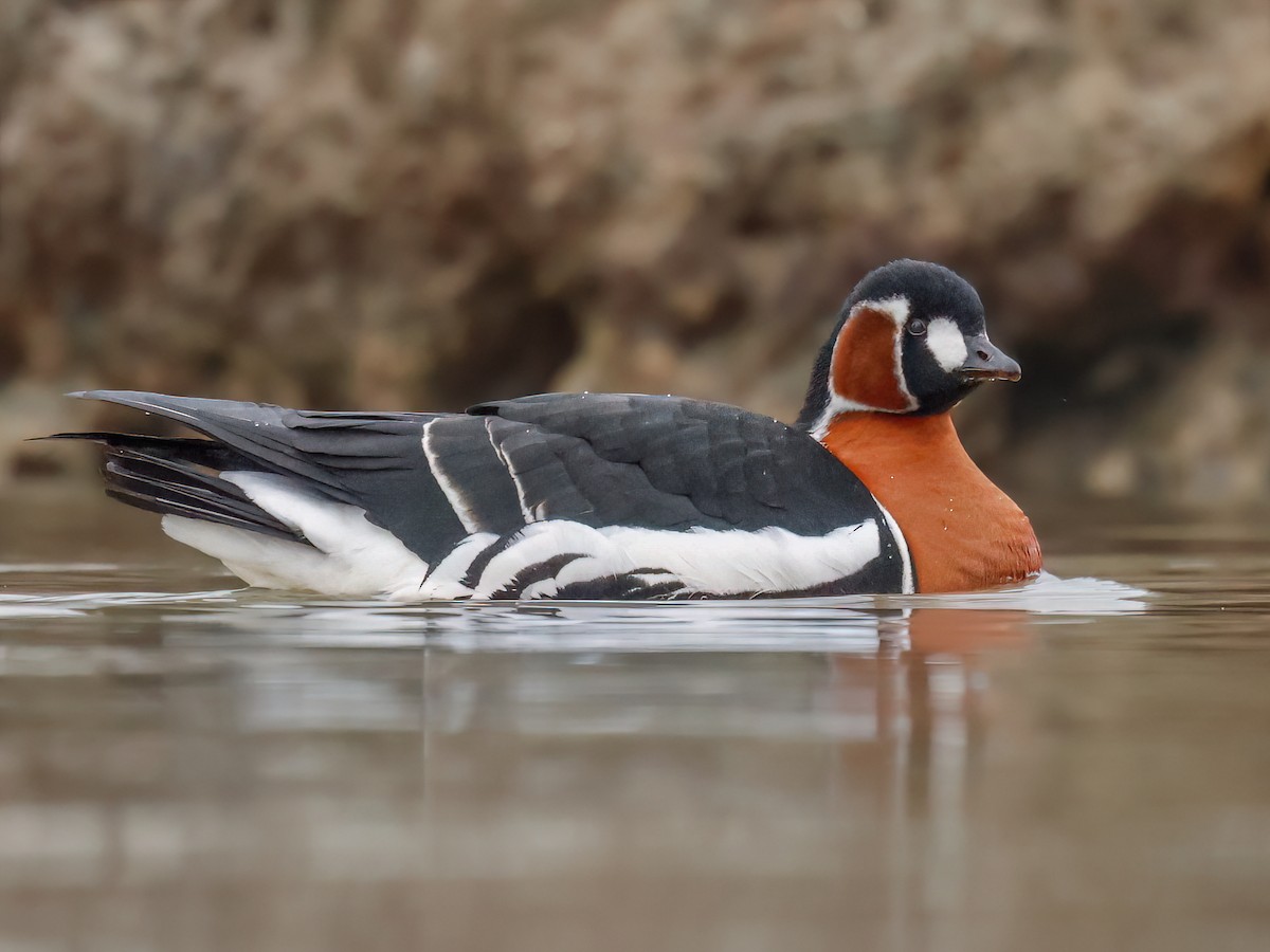 Краснозобая казарка (Branta ruficollis)