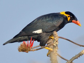 Sáo Đá Lớn (Gracula religiosa)