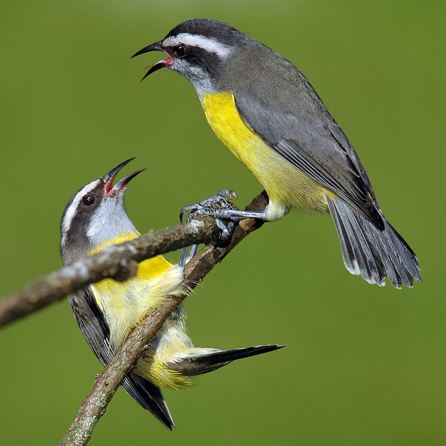 Reinita Mielera (Coereba flaveola)