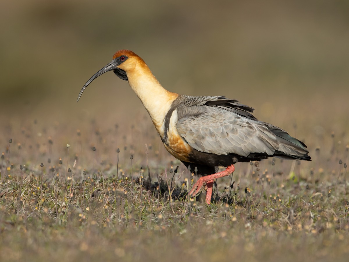 Ibis faccianera (Theristicus melanopis)