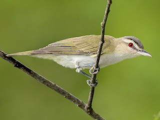 Vireo Ojirrojo (Vireo olivaceus)
