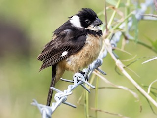 White-collared Seedeater (Sporophila torqueola)