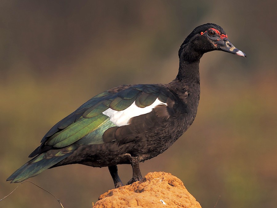 Мускусная утка (Cairina moschata domestica)