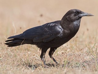 Cape Crow (Corvus capensis)