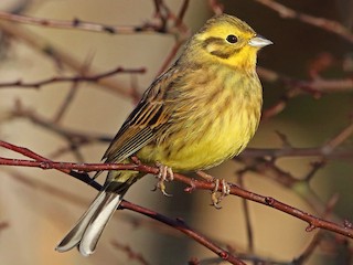 Yellowhammer (Emberiza citrinella)