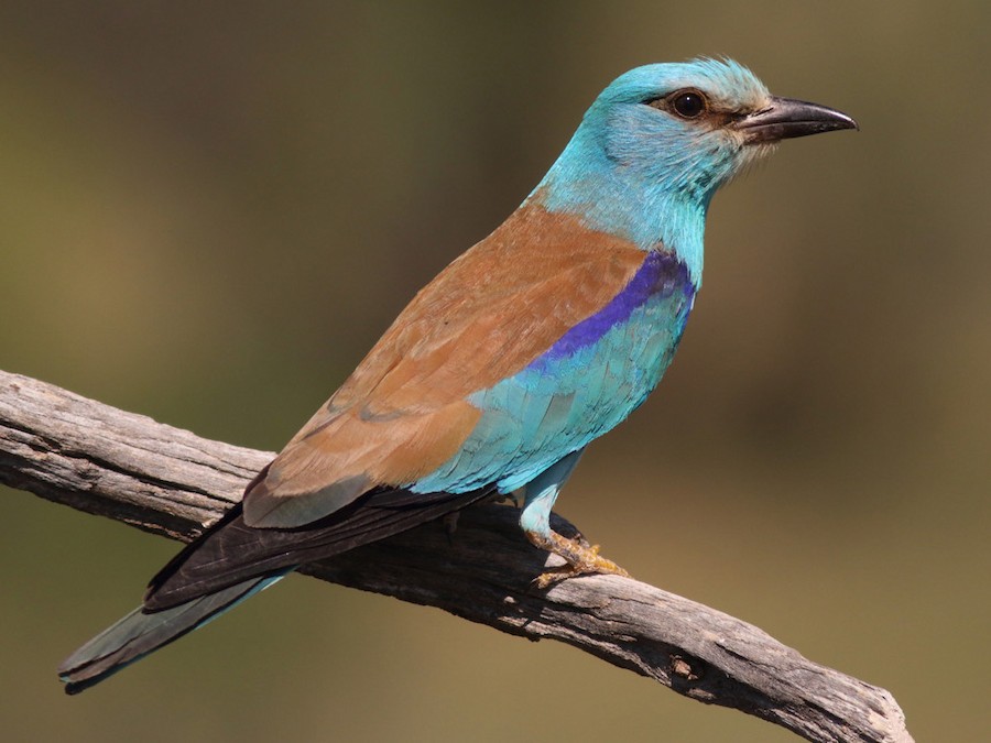 Vlha hajní (Coracias garrulus)