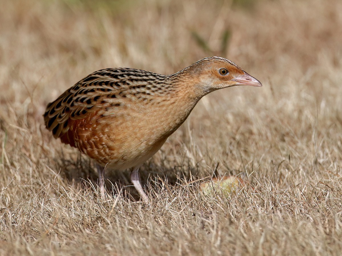 Деркач (Crex crex)