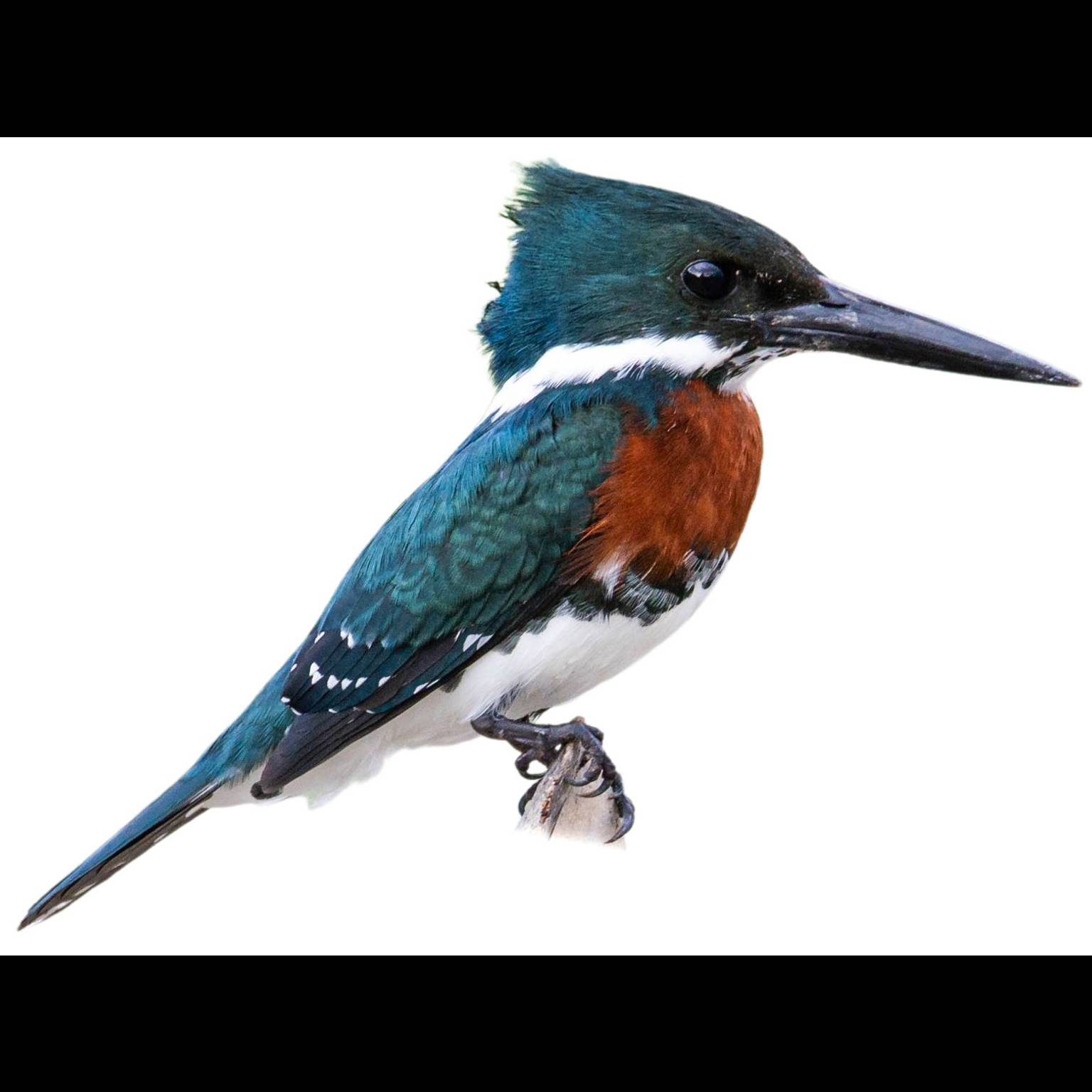 Riesenfischer (Megaceryle torquata)