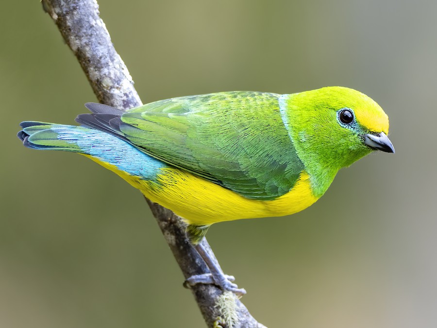 Gewone Chlorophonia (Chlorophonia cyanea)