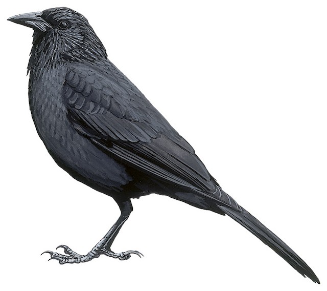 Chopim (Gnorimopsar chopi)
