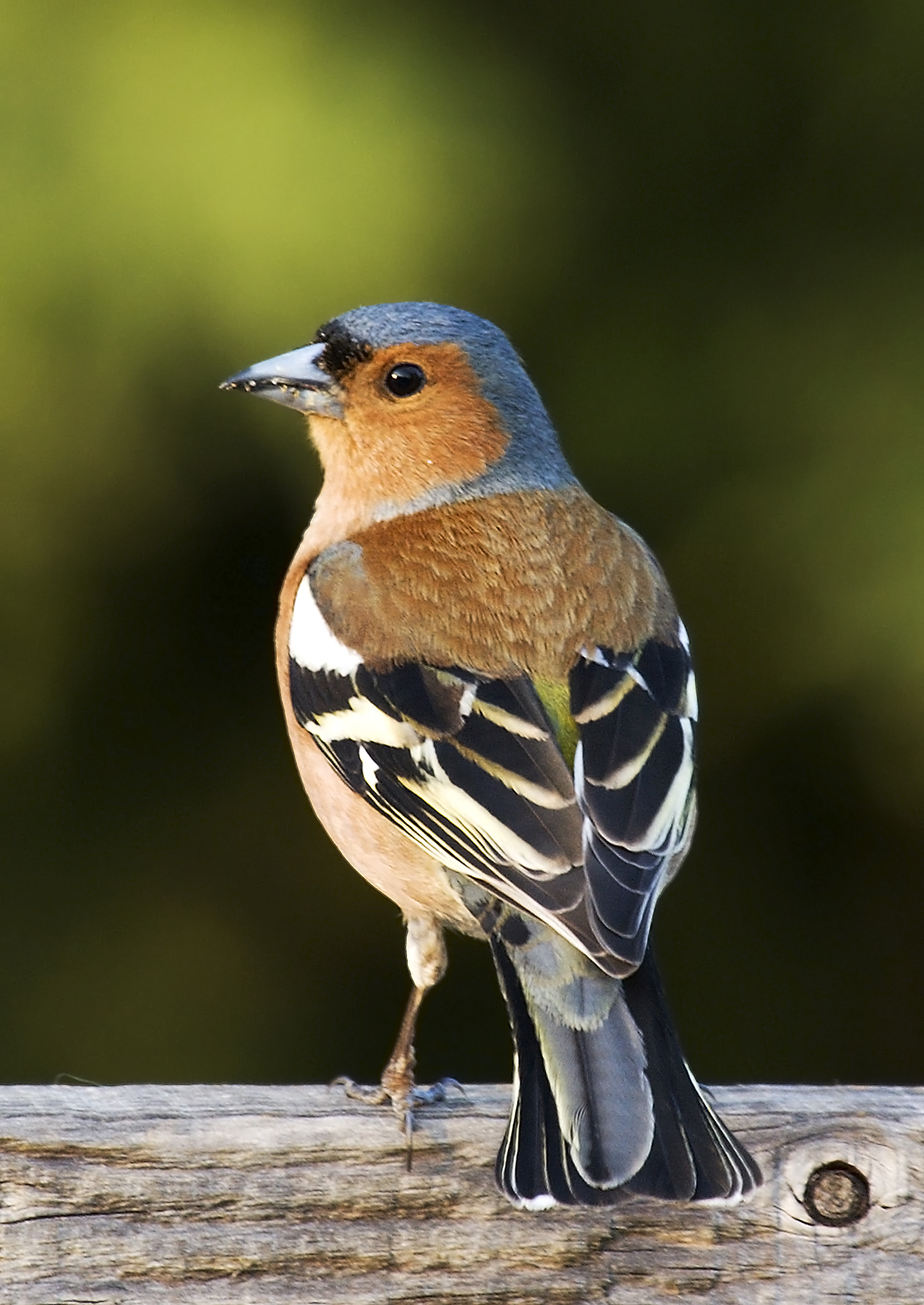 سهره جنگلی معمولی (Fringilla coelebs)
