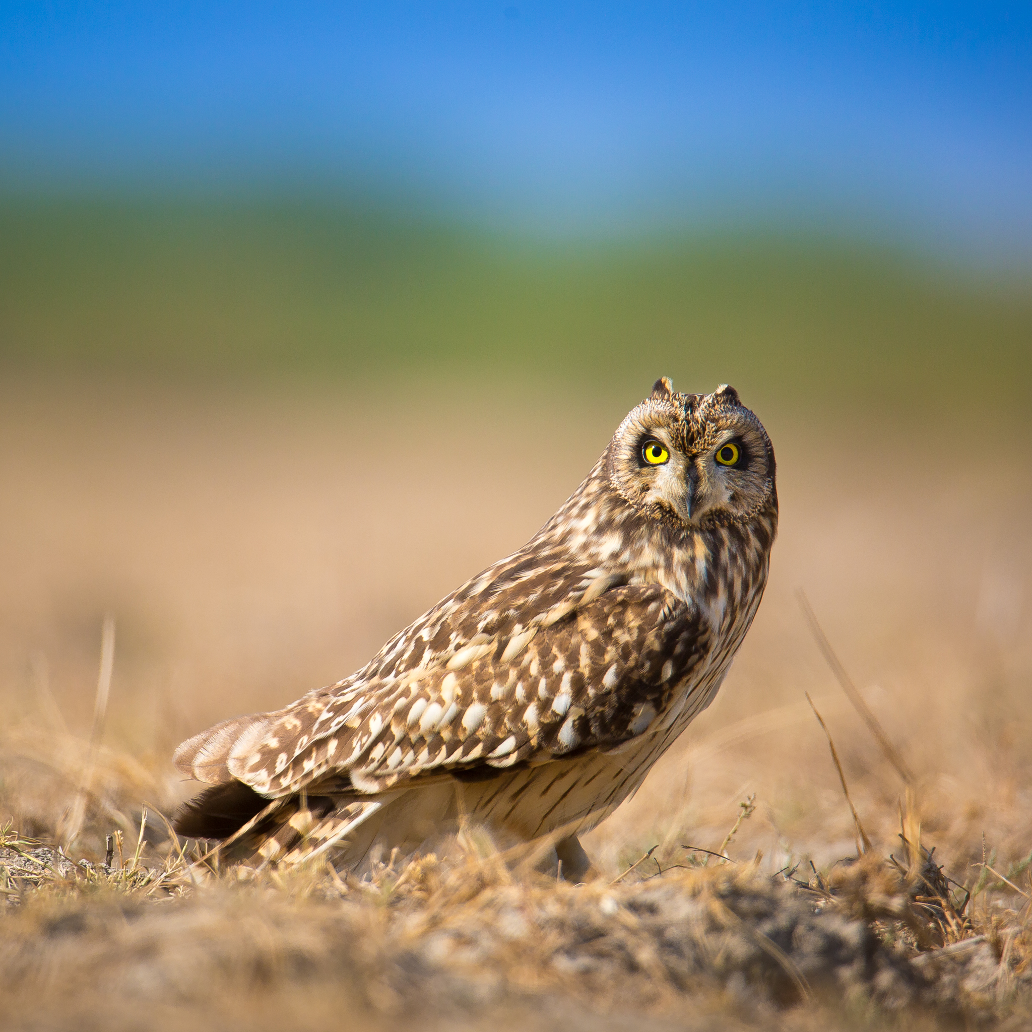 Short-eared Owl (Asio flammeus)