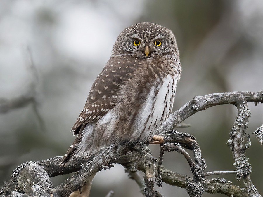 Сичик-горобець (Glaucidium passerinum)