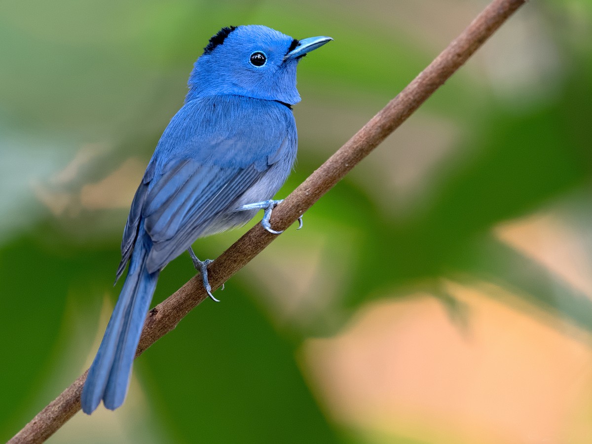 クロエリヒタキ (Hypothymis azurea)