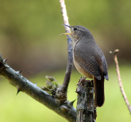 Gærdesmutte (Troglodytes troglodytes)