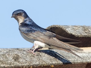 Golondrina Doméstica (Progne chalybea)
