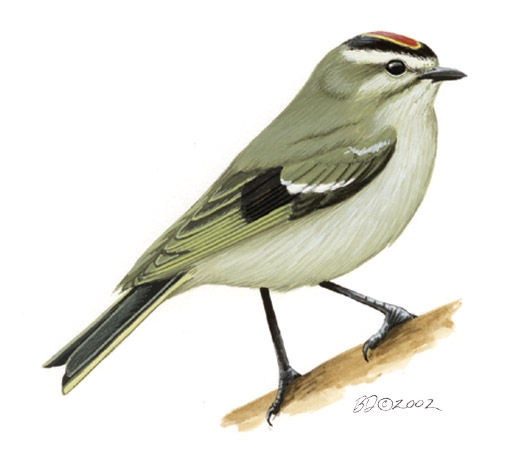 Королёк золотоголовый (Regulus satrapa)