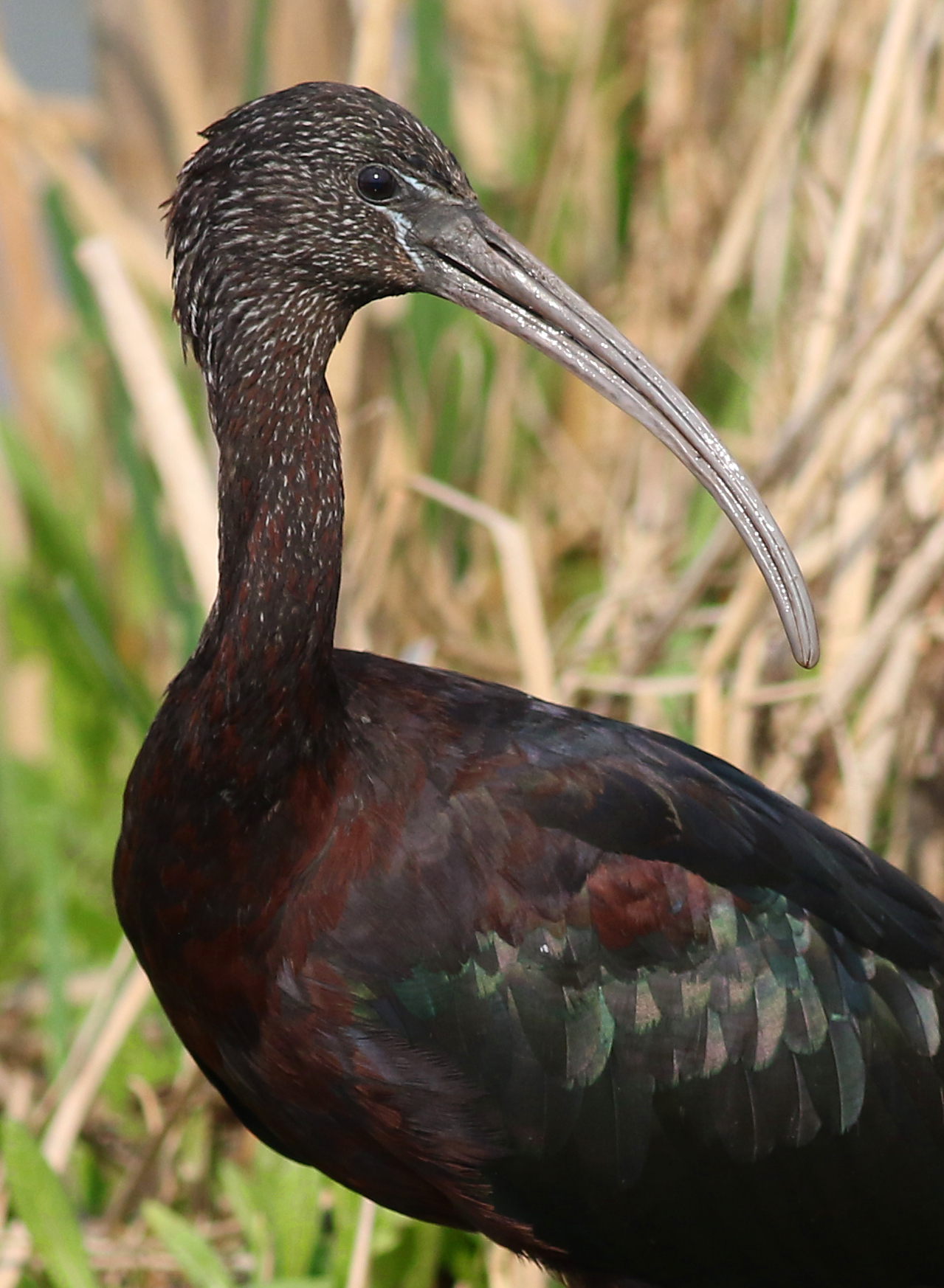 Каравайка (Plegadis falcinellus)