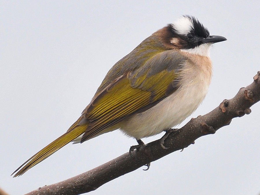 Chào mào trắng (Pycnonotus sinensis)