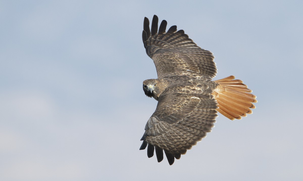 Red-tailed Hawk (Buteo jamaicensis)