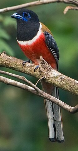 Trogan malabarski (Harpactes fasciatus)