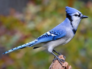 Голубая сойка (Cyanocitta cristata)