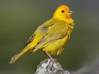 Semillero Cariamarillo (Sicalis flaveola)
