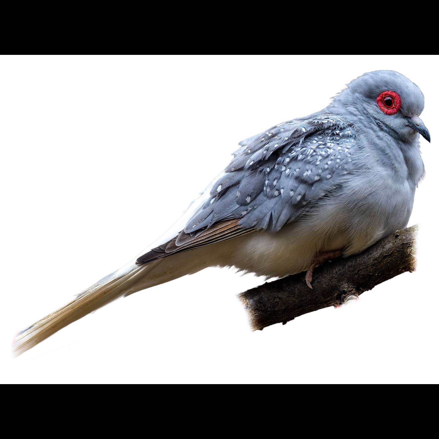 Diamond Dove (Geopelia cuneata)