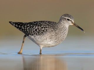 Wood Sandpiper (Tringa glareola)