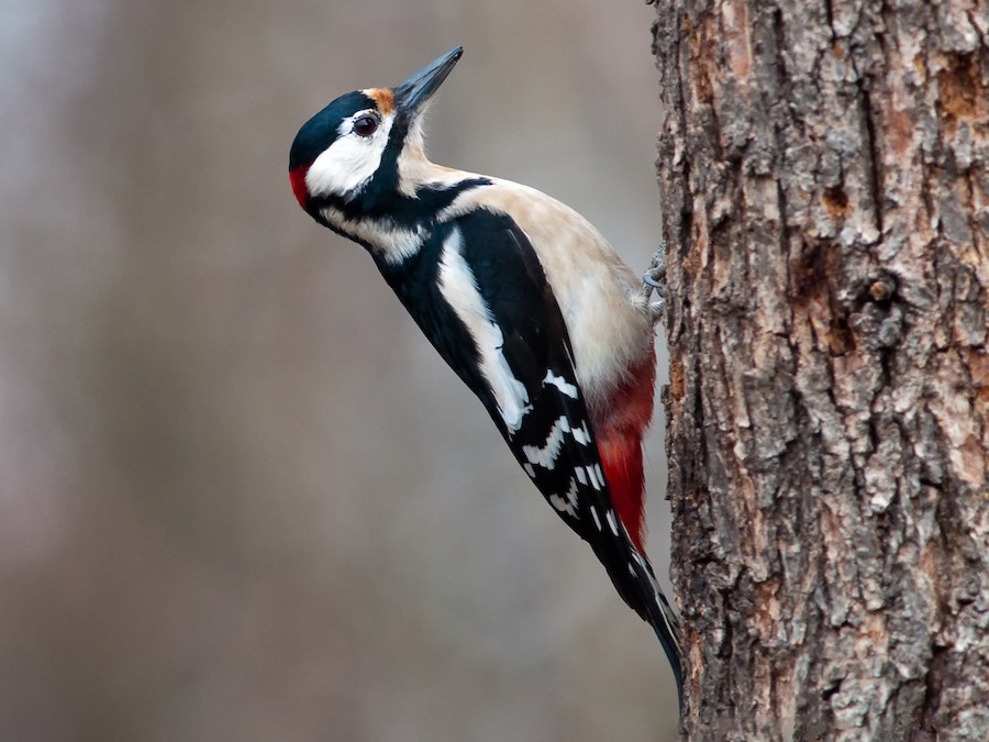 Buntspecht (Dendrocopos major)