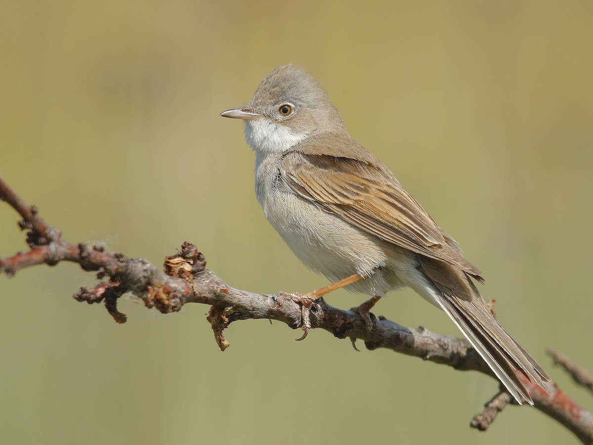 Pěnice hnědokřídlá (Curruca communis)