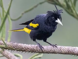 Cacique Aliamarillo (Cassiculus melanicterus)