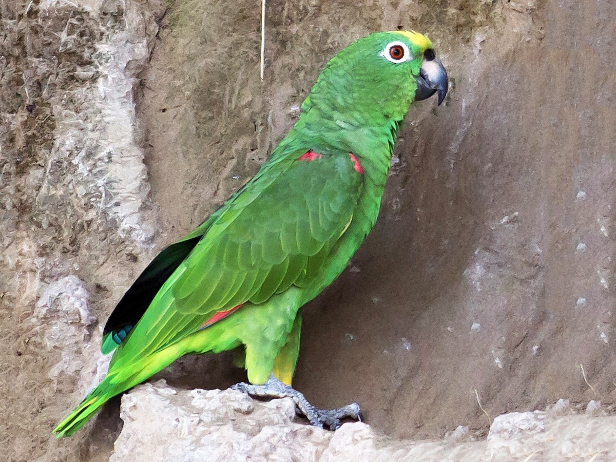 Loro frente amarilla (Amazona ochrocephala)
