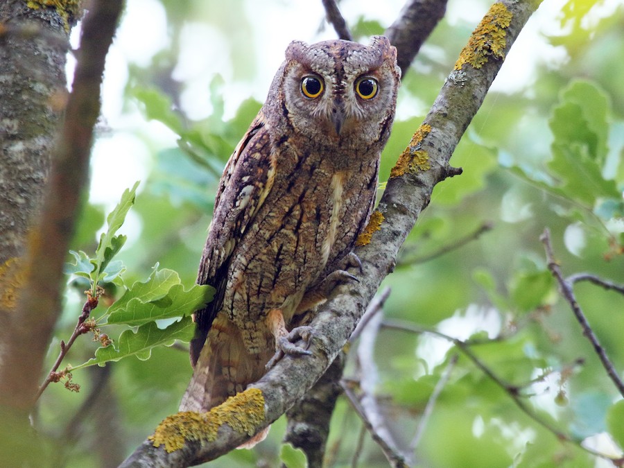 Výreček malý (Otus scops)